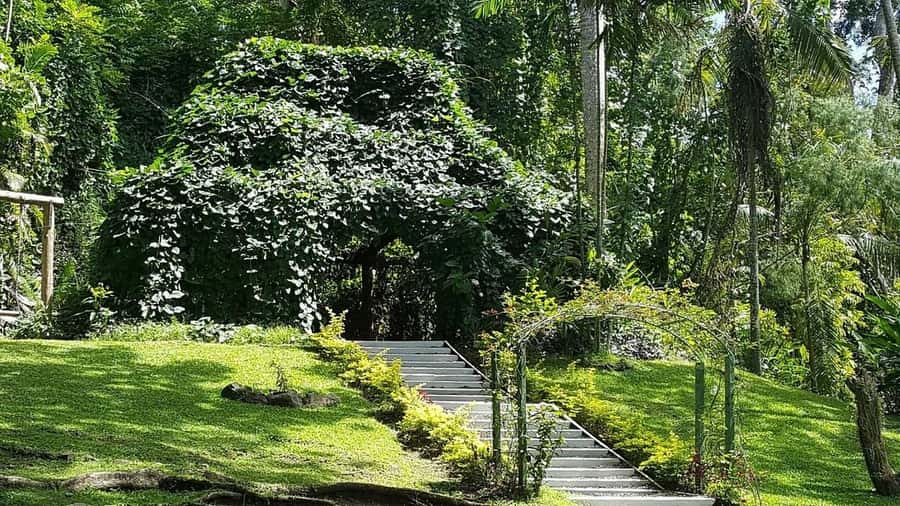 Garden of Sleeping Giant with Sabeto Hotspring Mudpool Tour - What to pack for the mud and heat