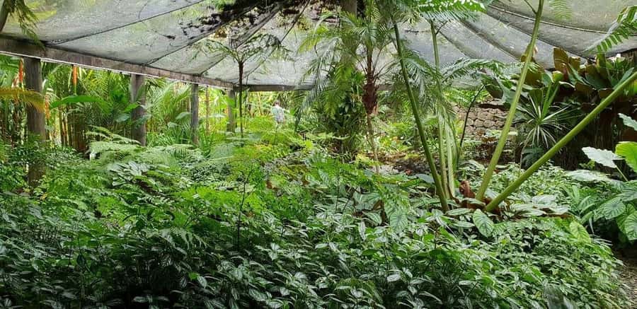 Garden of Sleeping Giant with Sabeto Hotspring Mudpool Tour - Who will enjoy this outing most