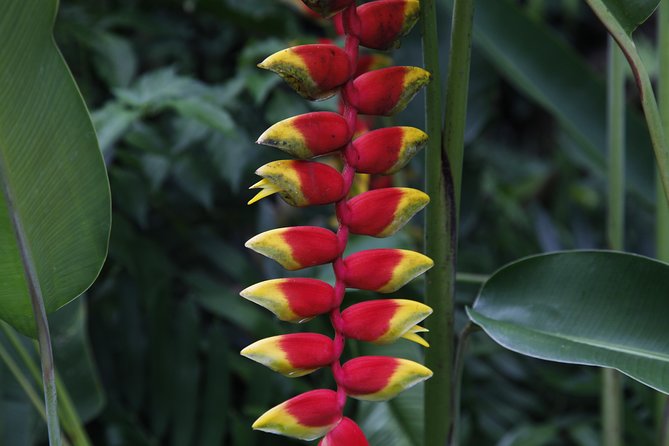 garden of the sleeping giant and mudpool tour combo - The air-conditioned ride from Denarau