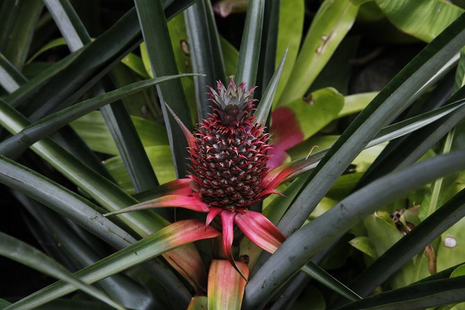 garden of the sleeping giant and mudpool tour combo - Practical tips for a smoother visit