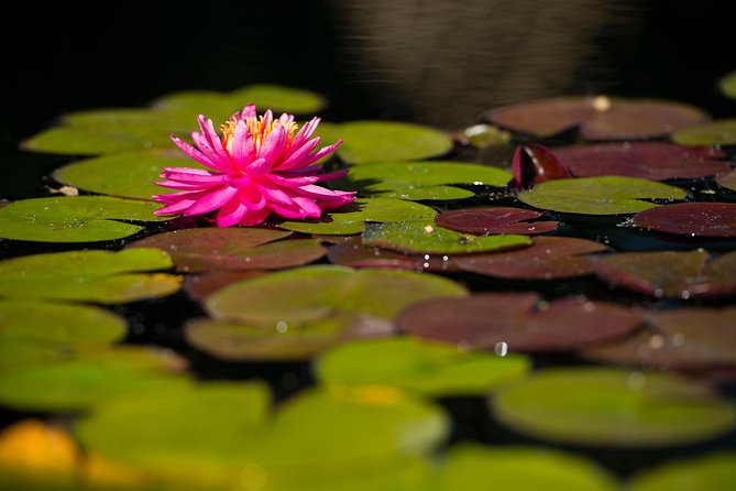 General Admission to Denver Botanic Gardens Ticket - Colorado’s high-desert plant palette