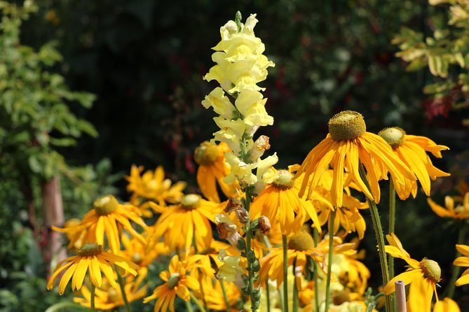 Giverny Private Half-Day Trip including Claude Monet' Gardens & House from Paris - A Short Walk Through Giverny Village