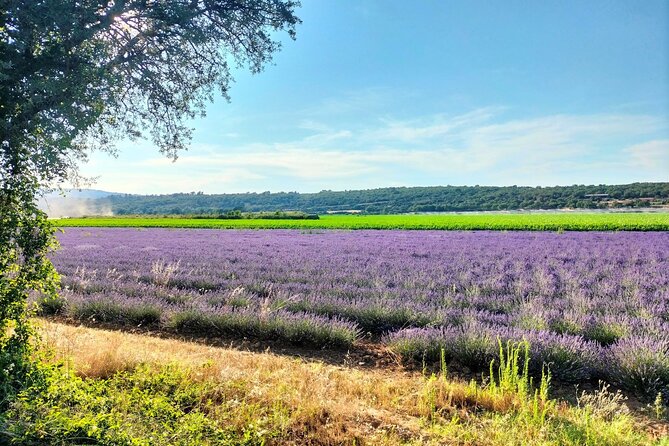 Gorges du Verdon : Lavenders, Canyon Boat Picnic & Villages - What makes Tom’s guiding style valuable