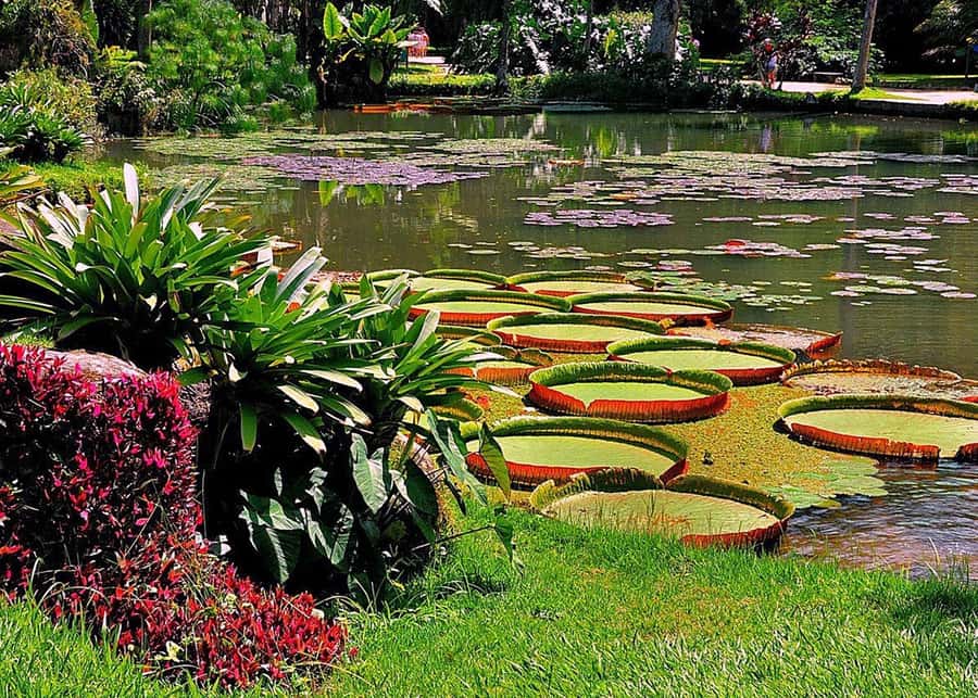 Green Rio: Guided Tour of Botanical Garden and Lage Park - Who should book this tour?