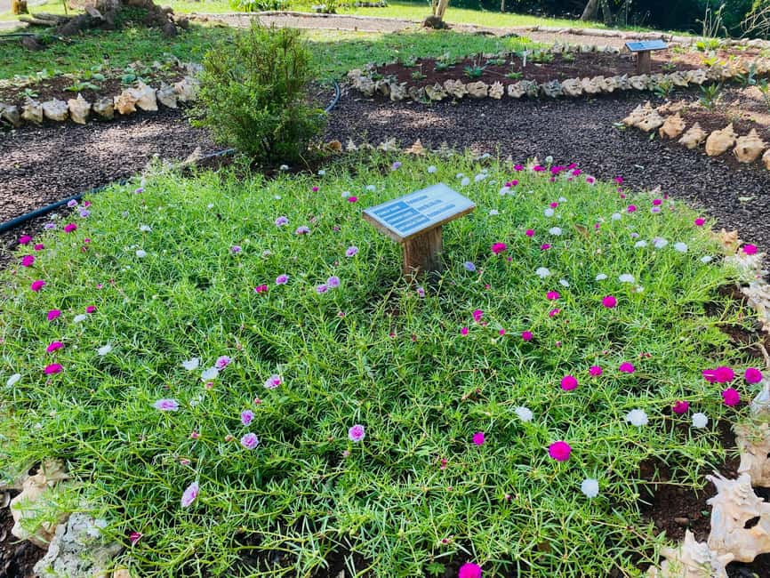 Grenada: Spice and Herb Garden Tour with Beach Visit - What to bring and what to clarify