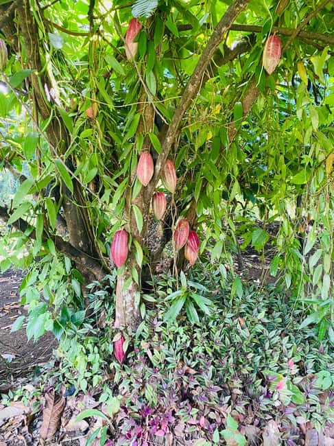 Grenada: Spice and Herb Garden Tour with Beach Visit - Should you book this Grenada spice tour?