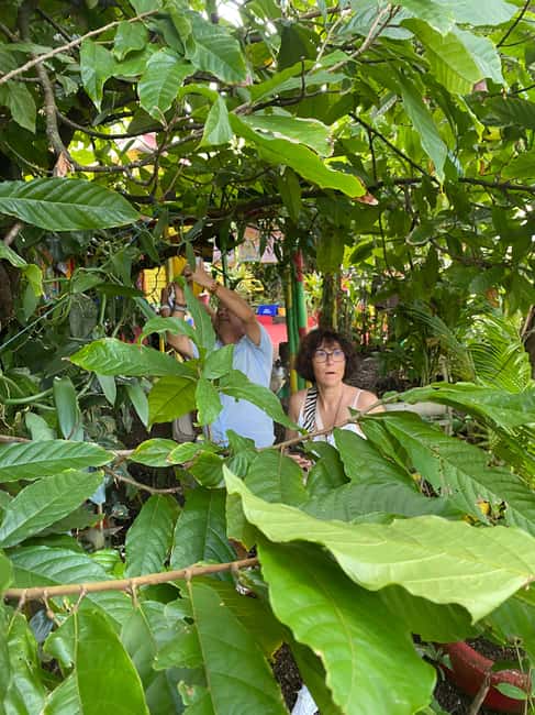 Grenada: Spice and Herb Garden Tour with Beach Visit - Getting around with Kemion and a small group