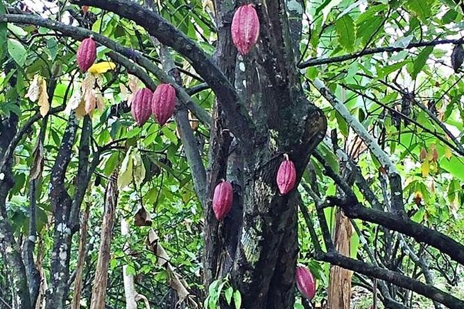 Grenada Spice Gardens, Rum & Chocolate Tour (Full/Half Day) - Fort Frederick and the view over St. George’s