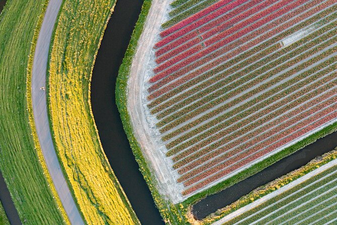 Guided Bike Tour along the Dutch Tulip Fields in Noord Holland - Tulips at different stages of the growing season
