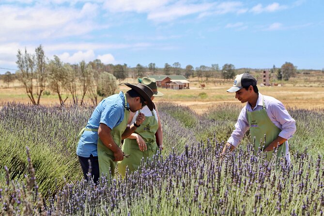 Guided Lavender Experience: Cultivation, Uses and Tasting - Arriving at Aires de Lavanda near Ensenada