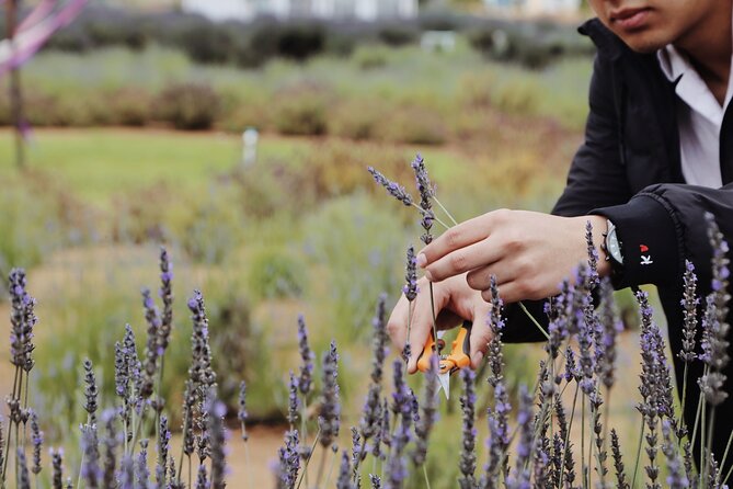 Guided Lavender Experience: Cultivation, Uses and Tasting - Picking lavender and making a take-home souvenir