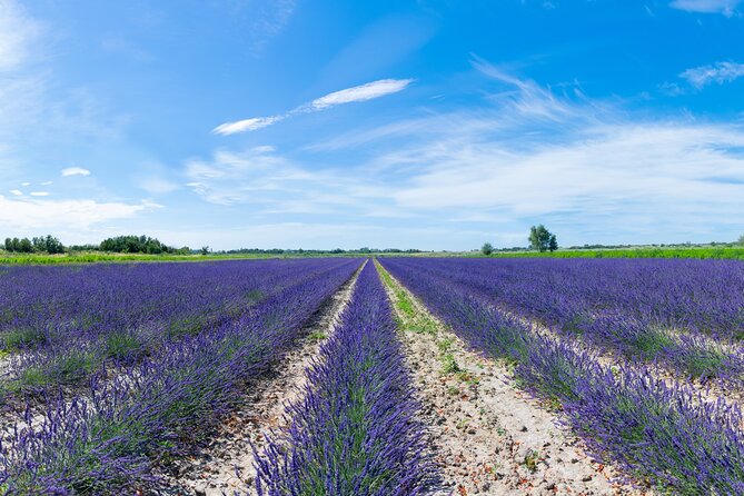 Guided tour Distillery of Lavender between Nîmes & Arles - A lavender stop between Nîmes, Arles, and the Camargue