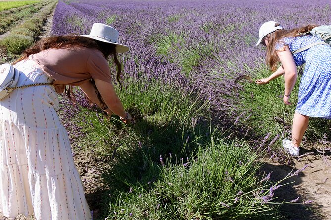Guided tour Distillery of Lavender between Nîmes & Arles - Timing, weather, and simple planning advice