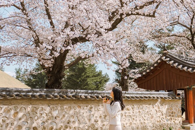 Gyeongju Cherry Blossom Day Tour from Busan (2~3 spring spots) - Bulguksa Temple and the mix of blossoms and architecture