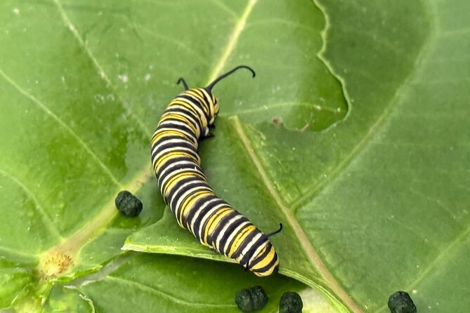 Haiku Butterfly Garden - 1st stop on the Road to Hana! - Key Points Before You Book