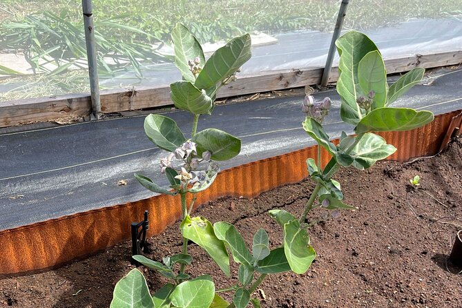 Haiku Butterfly Garden - 1st stop on the Road to Hana! - Should You Book Haiku Butterfly Garden?