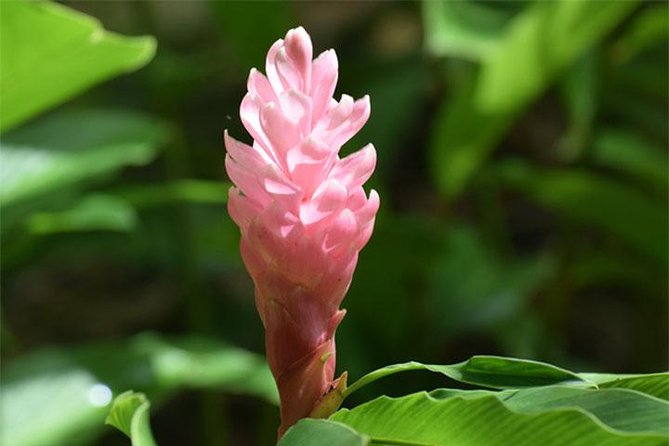 Half-Day Barbados Tour Harrisons Cave Hunte's Garden and Bathsheba - Three sides of Barbados in four hours