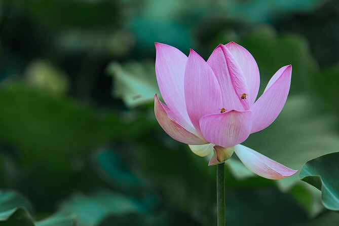Half Day Giverny Monet's Gardens Tour - Why Giverny makes a good half-day escape from Paris