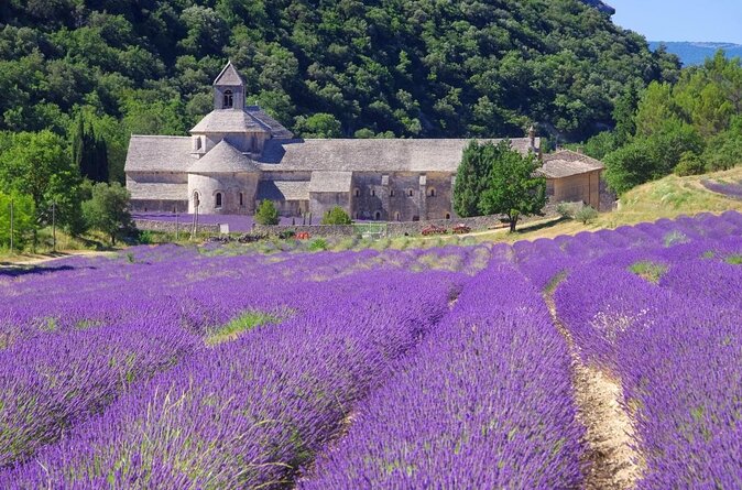Half Day Lavender Road in Sault from Avignon - Five things to know before booking