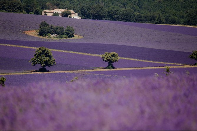 Half Day Lavender Road in Sault from Avignon - The guides are a major part of the value