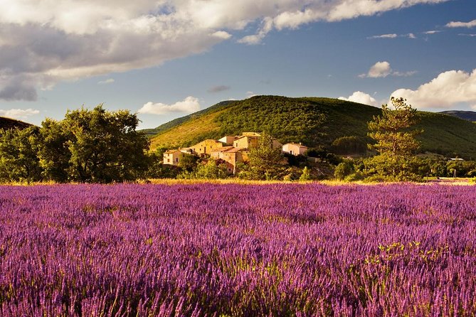 Half Day Lavender Road in Sault from Avignon - Lavender oil: the useful part beyond the photographs