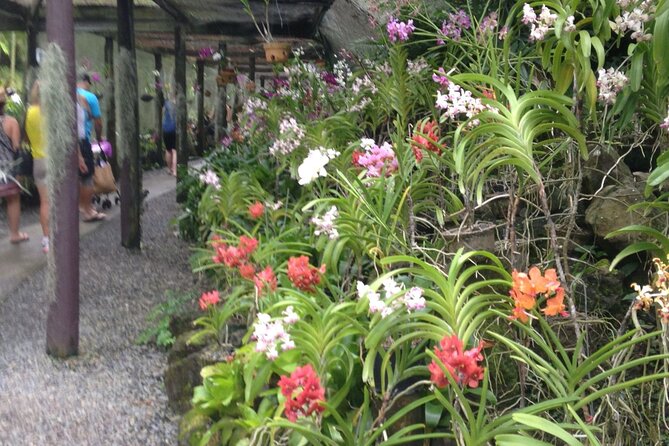 Half Day Mudpools, Veseisei Fijian Village, Gardens of Sleeping Giants &Shopping - Who should book this outing?