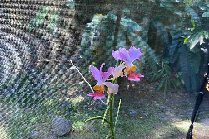Half Day Nadi Tour Temple, Market, Gardens and Mud Pools - Tappoo Nadi and Namaka Market: shopping with a coconut break