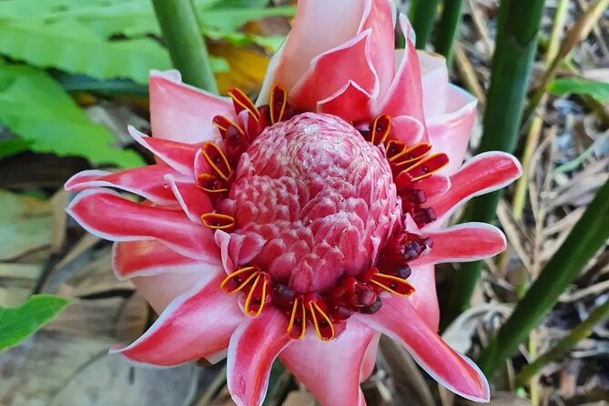 Half-Day Nature Culture Excursion, Tropical Taino Garden Tour - Walking the 2.5-kilometer garden route