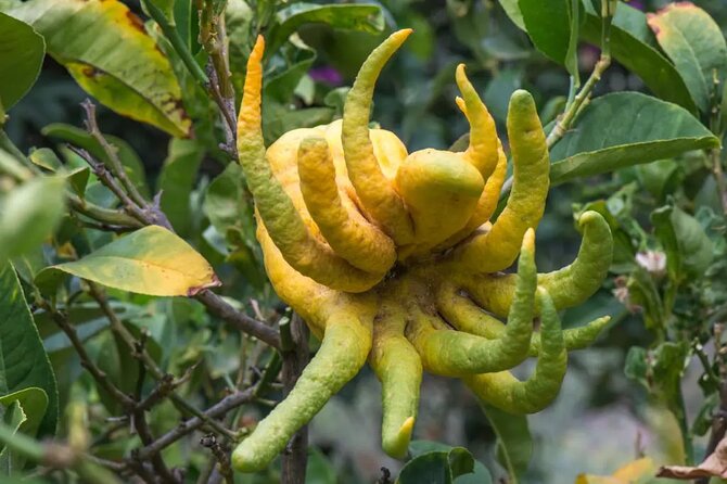 Half Day Private Tour to Botanical Garden in Chania - Why this garden makes a good change from Chania’s old town
