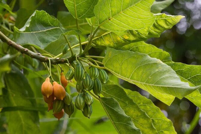 Half Day Private Tour to Botanical Garden in Chania - Walking through 15 to 20 hectares of plant life