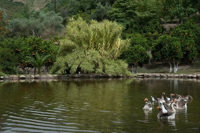 Half Day Private Tour to Botanical Garden in Chania - The fire-recovery story gives the visit more weight
