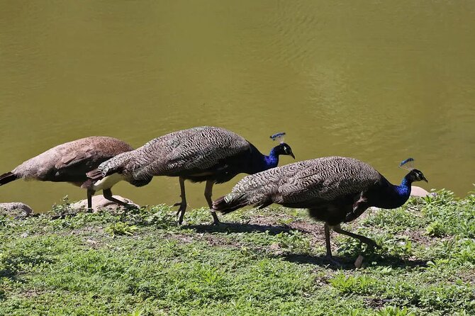 Half Day Private Tour to Botanical Garden in Chania - What the guide and accompaniment add