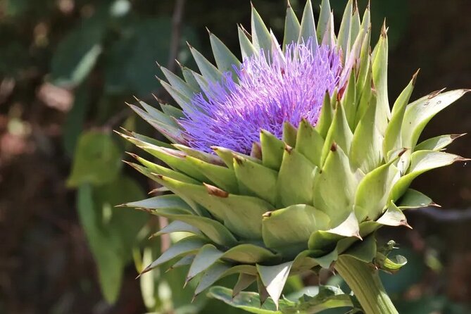 Half Day Private Tour to Botanical Garden in Chania - Who will enjoy this half-day outing most