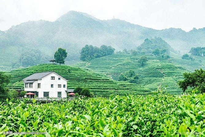 Hangzhou Nature and Garden Private Day Tour with Tea Village and Lunch - Guide quality matters more than the schedule