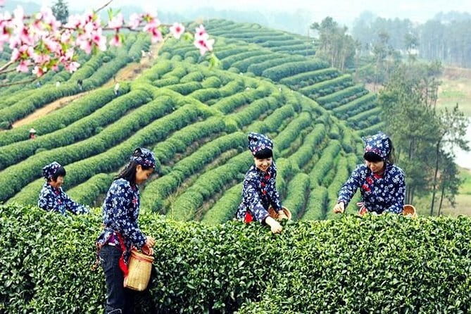 Hangzhou Nature and Garden Private Day Tour with Tea Village and Lunch - Longjing tea fields make lunch part of the culture