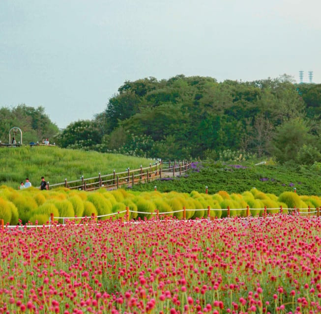 Hantan Canyon & Goseokjeong Flower Garden & Pink Muhly Park - Pink muhly and sunset at Yangju Nari Park
