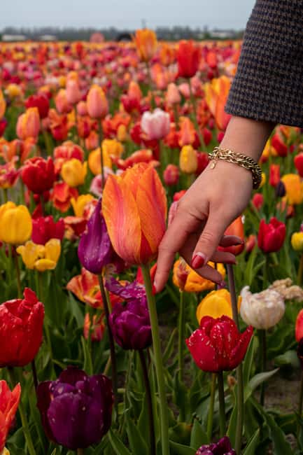 Hillegom: Tulip Barn Entry Ticket - Walking through 2.5 million blooming tulips
