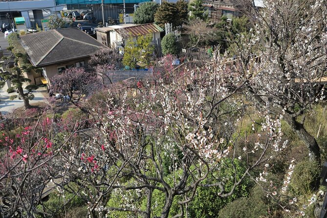 Historic Temple・traditional Japanese garden＆ Eating around at a shopping strip - What the $52.02 price really covers