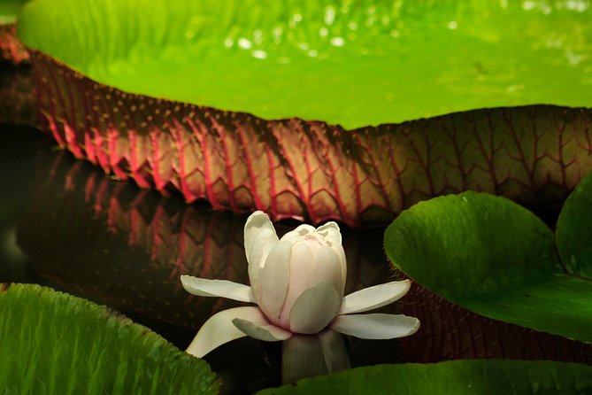 Historical Guided Day Tour : City - Sugar World - Botanical Garden - Two hours at Le Caudan Waterfront