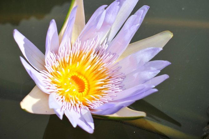 Historical Private Guided Tour, City-SugarWorld-Botanical Garden - Min.2 persons - One Day, Five Sides of Mauritius