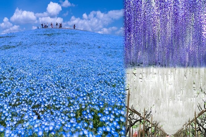 Hitachi National Seaside Park<code>s Flowers & Ashikaga Flower Park – Key points to know before booking’ /></p>
<ul>
<li><strong>Two major flower parks in one day:</strong> See Hitachi’s broad flower fields and Ashikaga’s famous wisteria on the same outing.</li>
<li><strong>The blue nemophila is the star:</strong> Late April to mid-May is the key period for Hitachi’s blue flower hills.</li>
<li><strong>Wisteria drives Ashikaga’s appeal:</strong> The huge flowering trellises make this park especially memorable in spring.</li>
<li><strong>Independent sightseeing suits this trip:</strong> The bus and guide handle the logistics, while you explore the parks mostly at your own pace.</li>
<li><strong>A bento lunch is included:</strong> It is a special boxed meal, not a buffet, and you eat it inside Hitachi Seaside Park.</li>
<li><strong>Expect a long day:</strong> The trip begins at 7:15 a.m. in Shinjuku and ends back at the same meeting point.</li>
</ul>
<h2>Why this flower tour works from Tokyo</h2>
<p><img width="669" height="446" decoding="async" src=