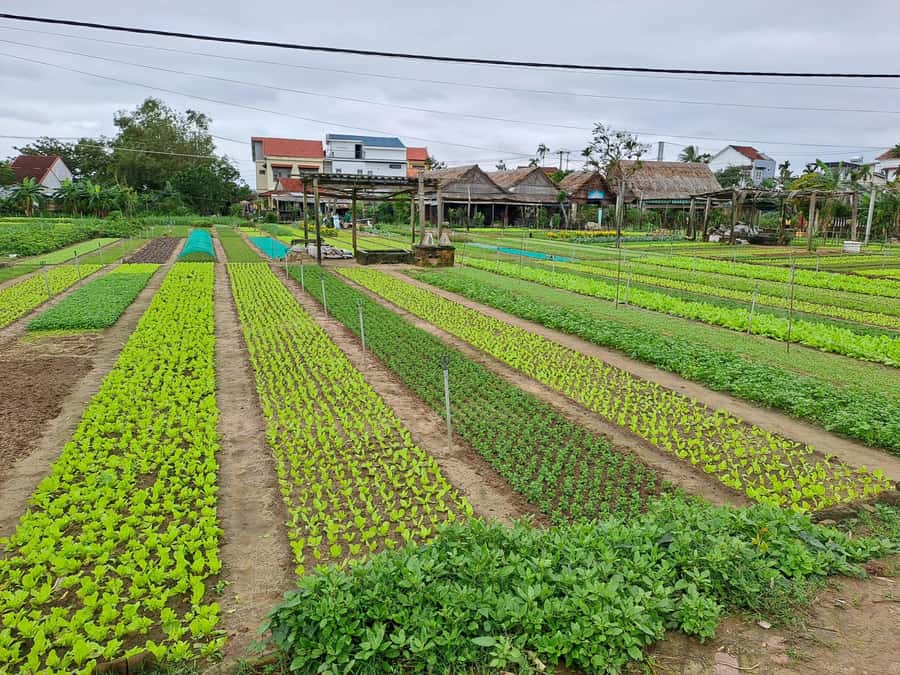 Hoi An Countryside: Biking, basket boat, herb garden, foods - Key points to know before booking