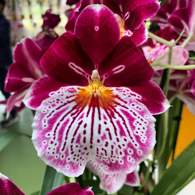 Holland: Tulips & Windmills – Private Tour by Car or Van - Key Points at a Glance