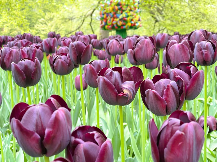 Holland: Tulips & Windmills – Private Tour by Car or Van - Lisse and the Working Countryside