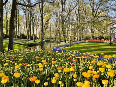 Holland: Tulips & Windmills – Private Tour by Car or Van