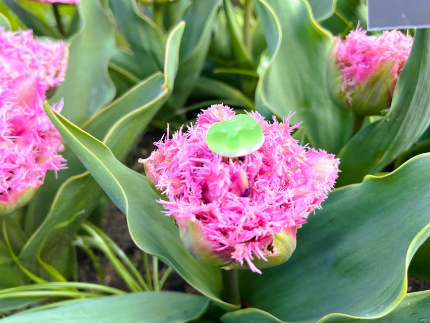 Holland: Tulips & Windmills – Private Tour by Car or Van - Should You Book Holland: Tulips and Windmills?