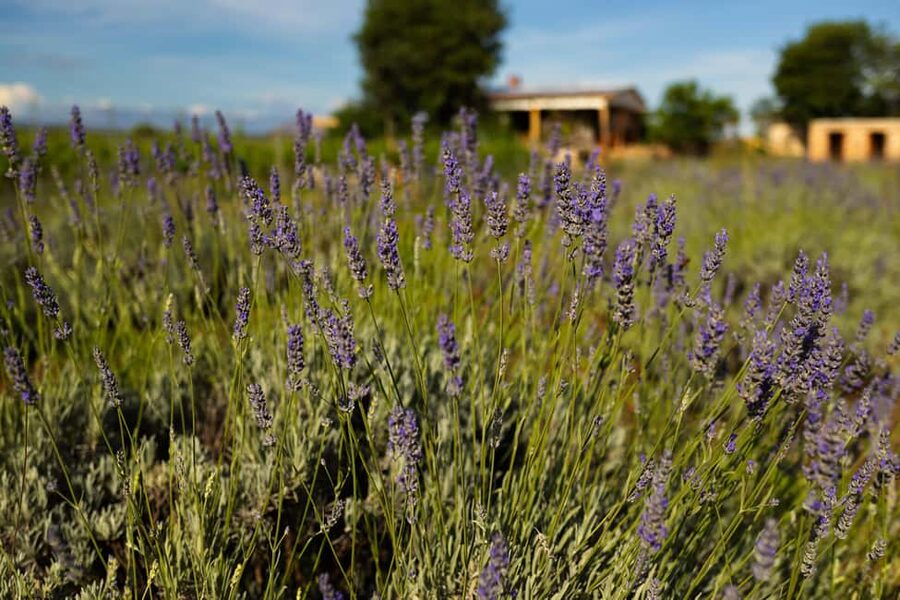 Hvar: Lavender Fields, Honey, and Local Product Tasting - Five things to know before you go