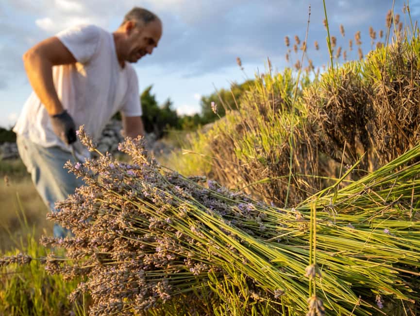 Hvar: Lavender Fields, Honey, and Local Product Tasting - Starting at Hotel Palace Elisabeth in Hvar Town