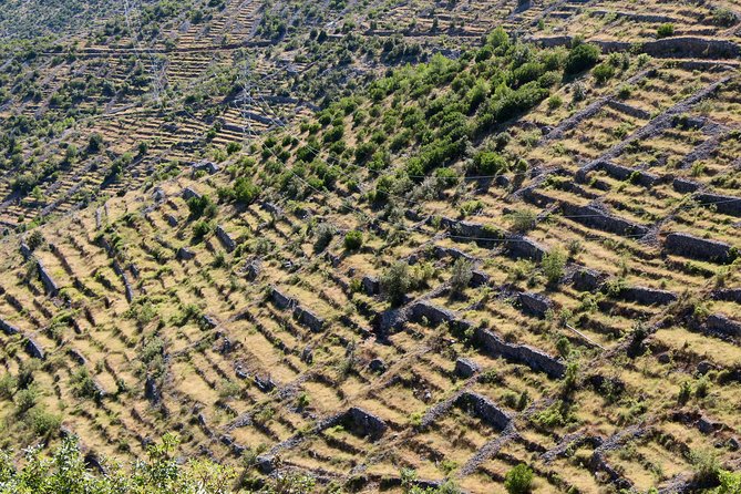 Hvar Lavender Small Group Tour - Is $143.20 a fair price?