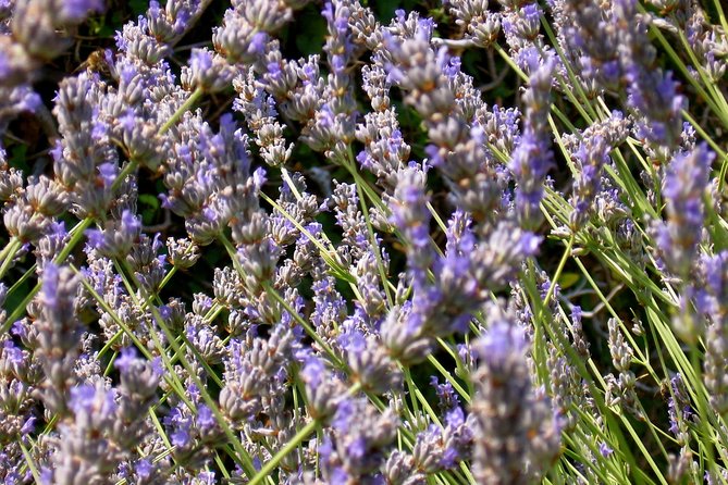 Hvar Lavender Small Group Tour - Who will enjoy this Hvar outing most?